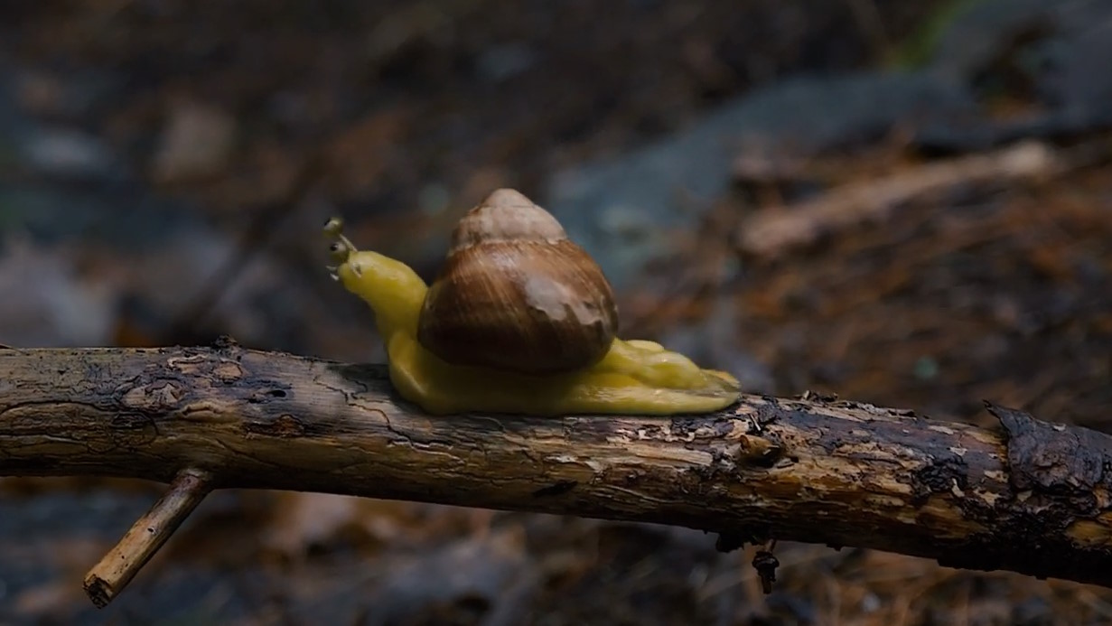 Snail Story JPG